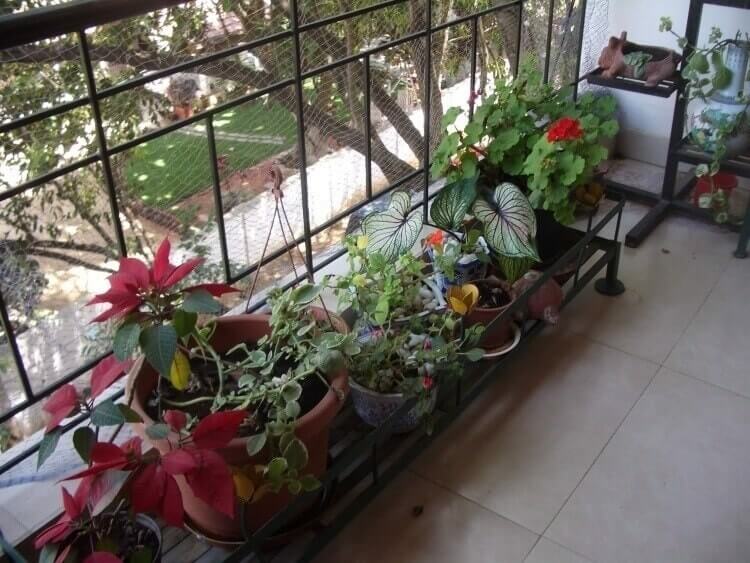 balcony-plants