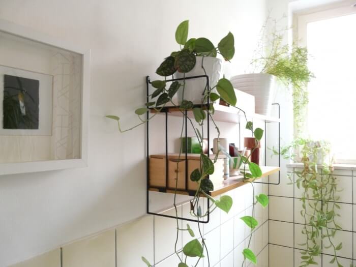 bathroom-plants-on-shelves
