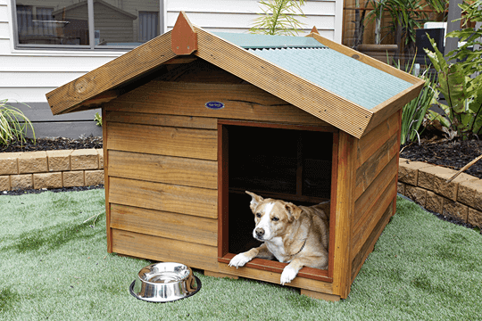 creative pet houses with windows