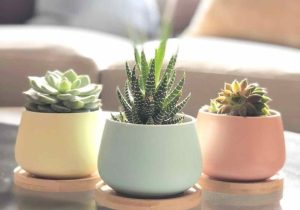 Succulents as home interiors