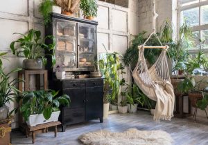  House plants that cool your room temperature naturally
