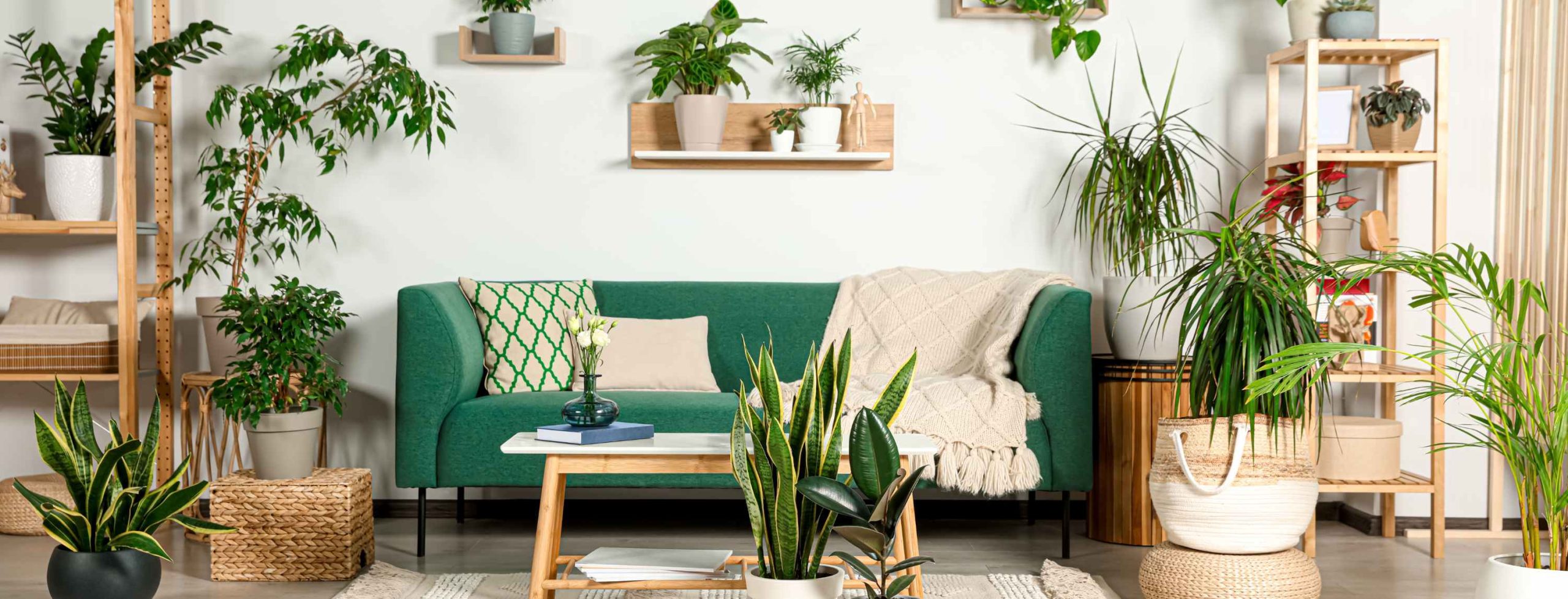 Green Coolants: Transform Your Space with Indoor Plants that Beat the Heat 