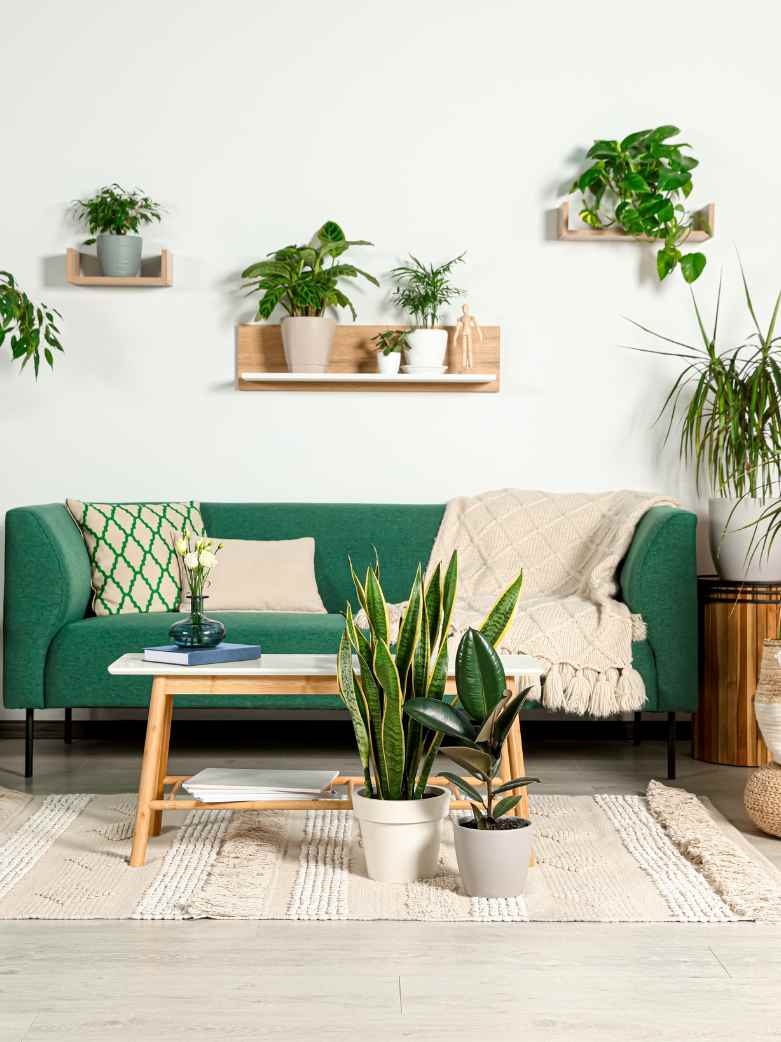 Green Coolants: Transform Your Space with Indoor Plants that Beat the Heat 