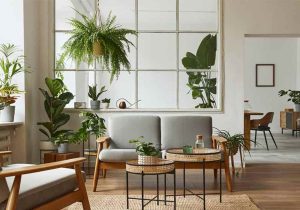 Plants - eco-friendly home interiors