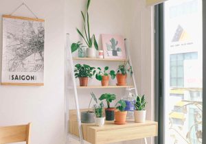 Plants for home decor