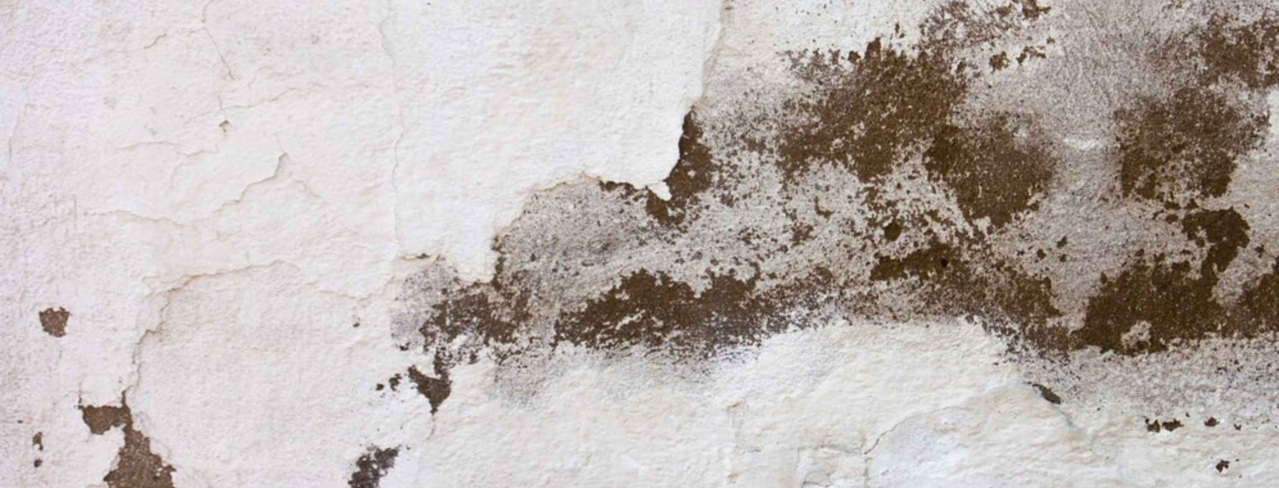 Shielding Your Home: Top Strategies to Prevent Dampness in Walls