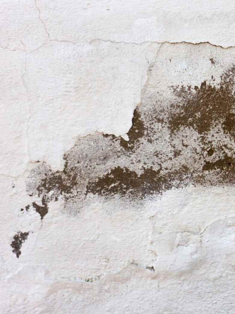 Shielding Your Home: Top Strategies to Prevent Dampness in Walls