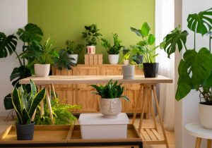 indoor plants 